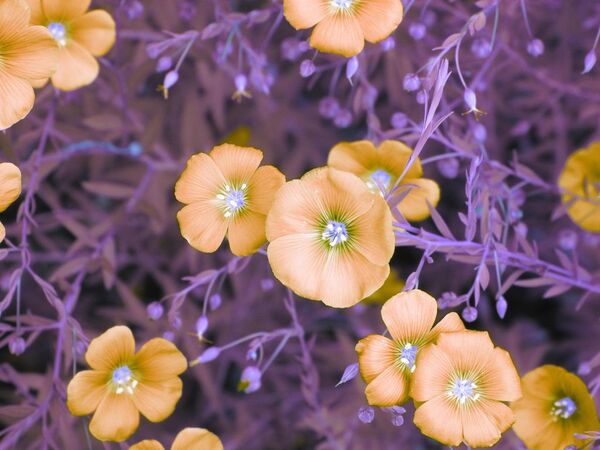 صورة فوتوغرافية بعنوان أزهار (Flowers)، للمصورة كيت أدلير، الحائزة على اهتمام اللجنة في فئة التصوير لون الأشعة ما تحت الحمراء (Infrared Color) - سبوتنيك عربي