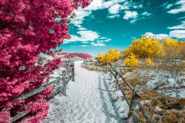 صورة فوتوغرافية بعنوان شاطئ الجزيرة (Island Beach)، للمصور ديفيد نيلسون، الحائزة على اهتمام اللجنة في فئة التصوير لون الأشعة ما تحت الحمراء (Infrared Color) - سبوتنيك عربي