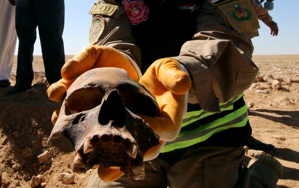 عضو عراقي في الدفاع المدني يظهر جمجمة بشرية من مقبرة جماعية اكتشفت للأكراد في غرب مدينة السماوة - سبوتنيك عربي