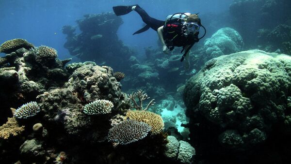 الشعاب المرجانية في الحاجز المرجاني العظيم - سبوتنيك عربي