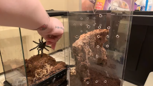 عنكبوت ضخم يهاجم صاحبته أثناء محاولتها إطعامه - سبوتنيك عربي