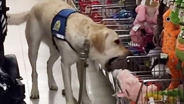 كلب يتسوق في مركز تجاري ويختار هدية لنفسه بمناسبة عيد ميلاده - سبوتنيك عربي