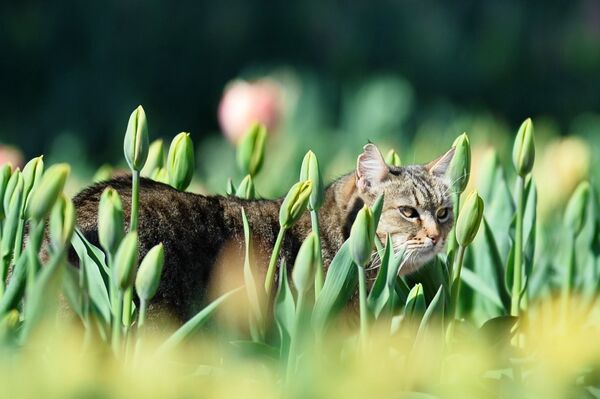 قطة في بستان من أزهار الأقحوان في حديقة نيكيتسكي النباتية في شبه جزيرة القرم - سبوتنيك عربي