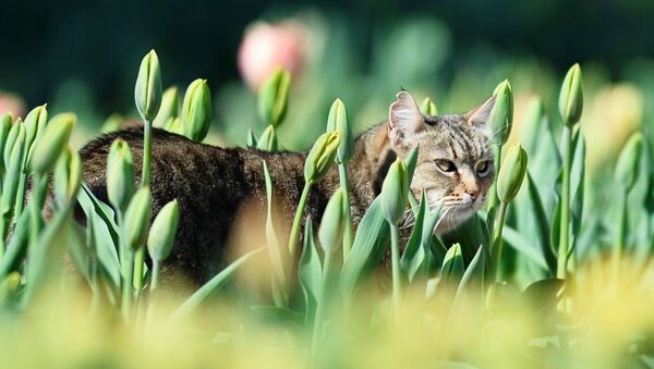 قطة في بستان من أزهار الأقحوان في حديقة نيكيتسكي النباتية في شبه جزيرة القرم - سبوتنيك عربي