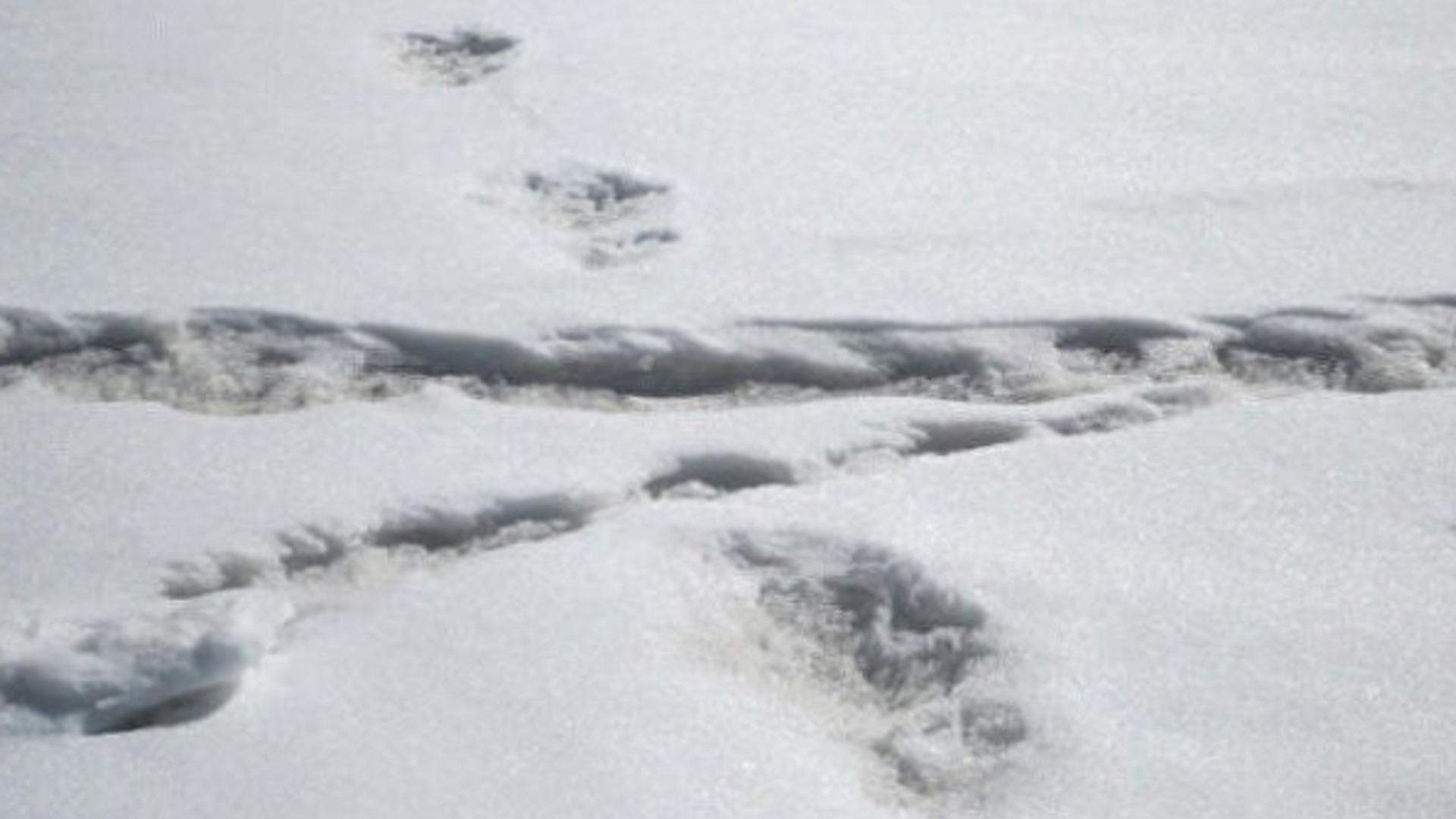 آثار أقدام رجل الثلج في جبال الهيمالايا - سبوتنيك عربي, 1920, 21.01.2022