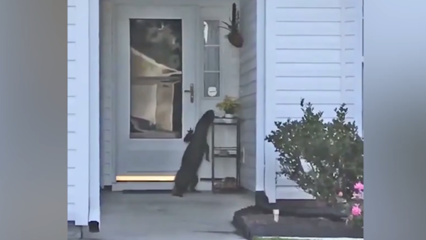 تمساح مؤدب يقرع الباب قبل دخوله إلى المنزل - سبوتنيك عربي
