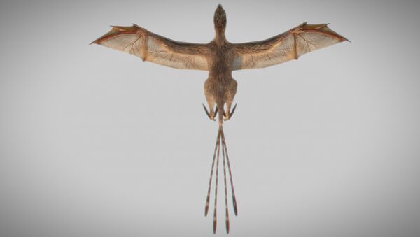 ديناصور أمبوبتيركس لونغيبراتشيوم - سبوتنيك عربي