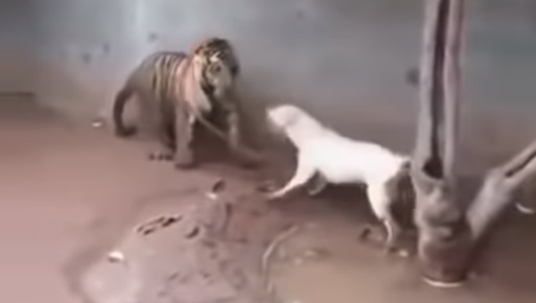 معركة النمر والكلب - سبوتنيك عربي