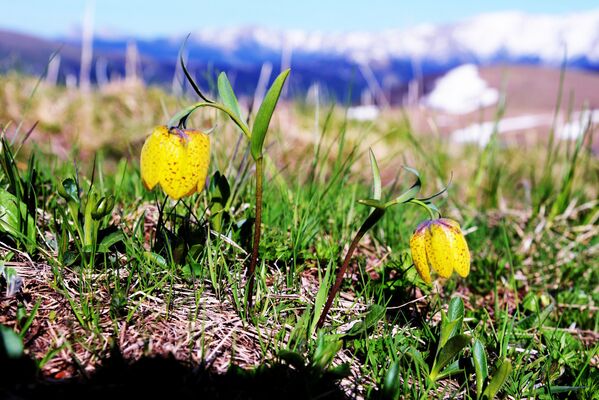 أزهار على أراضي المحمية الطبيعية القوقازية باسم خ. غ. شابوشنيكوف - سبوتنيك عربي
