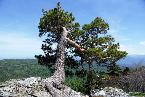 شجرة على حافة جبل في منطقة لاغو-ناكي من المحمية الطبيعية القوقازية باسم خ. غ. شابوشنيكوف - سبوتنيك عربي