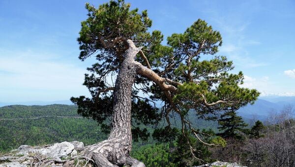  شجرة على حافة جبل في منطقة لاغو-ناكي من المحمية الطبيعية القوقازية باسم خ. غ. شابوشنيكوف - سبوتنيك عربي