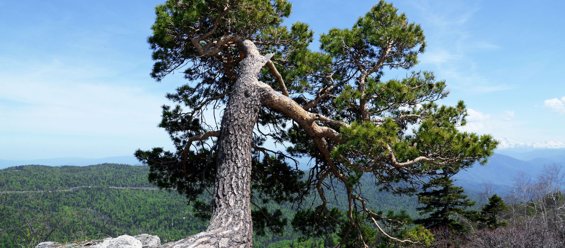  شجرة على حافة جبل في منطقة لاغو-ناكي من المحمية الطبيعية القوقازية باسم خ. غ. شابوشنيكوف - سبوتنيك عربي, 1920, 29.01.2021