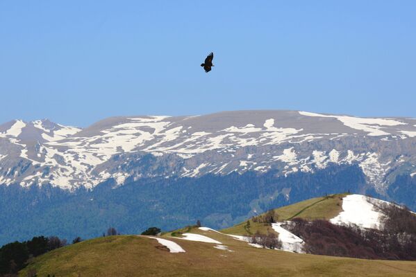 نسر يحلق فوق المحمية الطبيعية القوقازية باسم خ. غ. شابوشنيكوف - سبوتنيك عربي