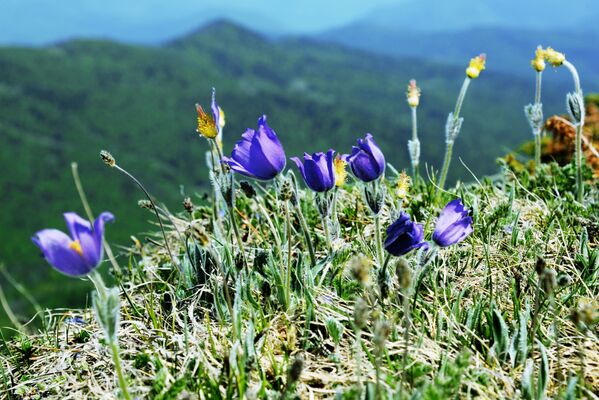 أزهار على أراضي المحمية الطبيعية القوقازية باسم خ. غ. شابوشنيكوف - سبوتنيك عربي
