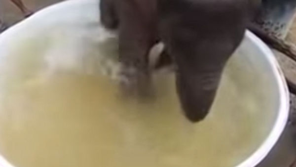 فيل يستحم داخل إناء - سبوتنيك عربي