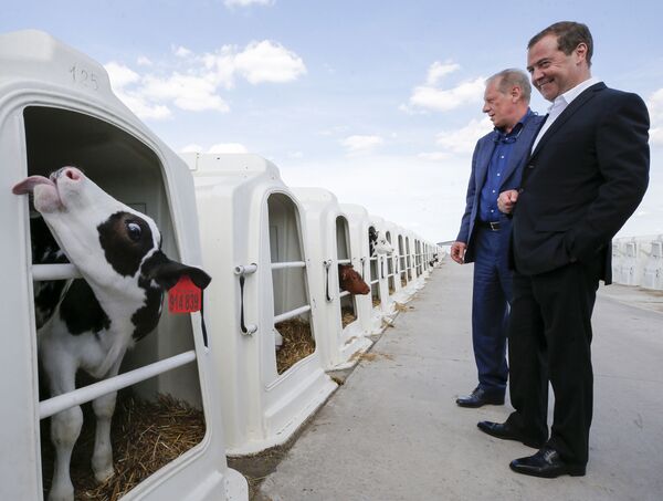 رئيس الوزراء الروسي ديمتري ميدفيديف يزور مؤسسة زاريتشيه الزراعية في منطقة فورونيج، 21 مايو/ أيار 2019 - سبوتنيك عربي