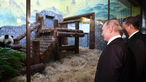 الرئيسان الروسي فلاديمير بوتين والصيني شي جين بينغ، يزوران الجناح الجديد لحديقة حيوان موسكو، حيث يوجد اثنان من دببة الباندا قدمتهما الصين - سبوتنيك عربي