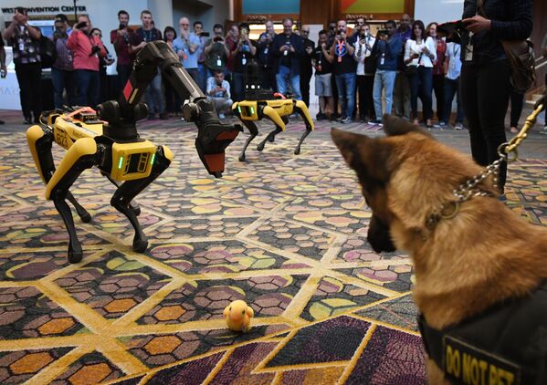 الكلب كي 9 والكلب الآلي سبوت (Spot ) أثناء مؤتمر صحفي Amazon Re:MARS، 4 يونيو/ حزيرام 2019 - سبوتنيك عربي