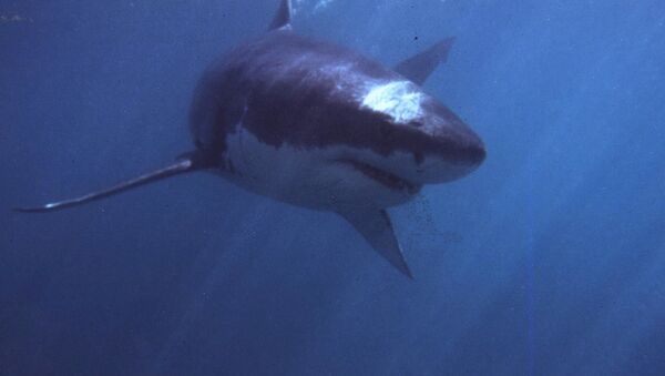 سمكة القرش البيضاء العملاقة - سبوتنيك عربي