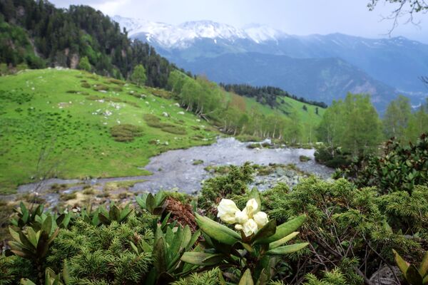 أزهار رودودندرون في أراضي وادي صوفيا في جمهورية كراتشاي - تشركيسيا - سبوتنيك عربي