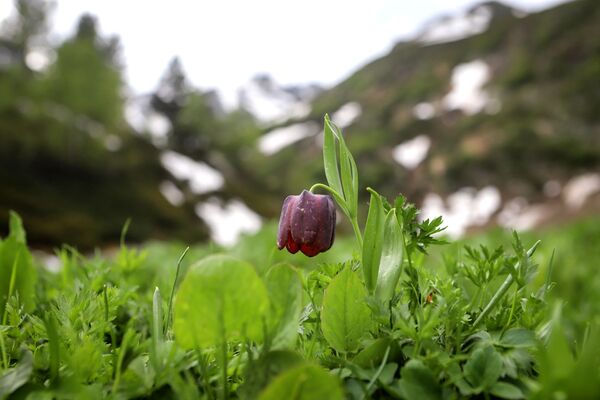 زهرة التيوليب النادرة (Hortus Bulborum) مدرجة في الكتاب الأحمر، في أراضي وادي صوفيا في جمهورية كراتشاي - تشركيسيا - سبوتنيك عربي