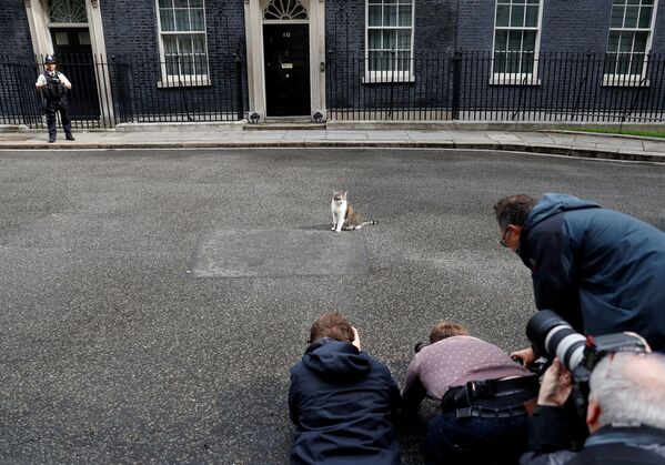 صحافيون يلتقطون صوراً للقط لاري في مقر رؤساء الوزراء البريطانيين في داونينغ ستريت 10 في لندن، 11 يونيو/ حزيران 2019 - سبوتنيك عربي