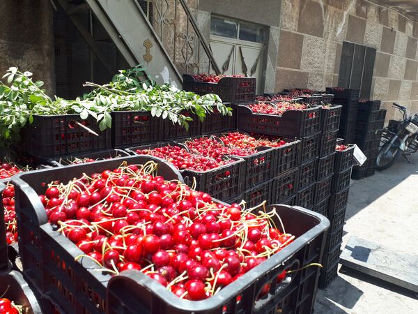 جمع محاصيل الكرز، قرية حضر، سوريا - سبوتنيك عربي