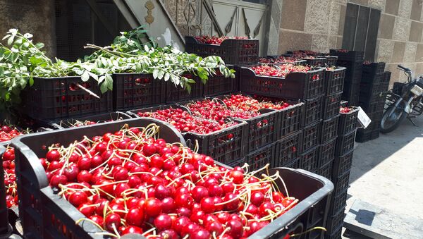 جمع محاصيل الكرز، قرية حضر، سوريا - سبوتنيك عربي