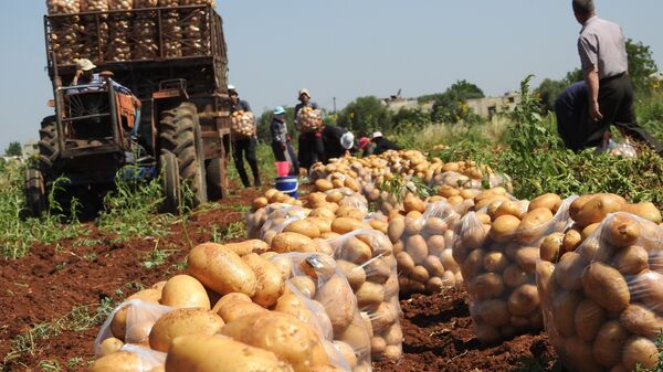 بلدة خطّاب تحاذي خطوط التماس شمال حماة وتنتج أفضل أنواع البطاطا بالعالم - سبوتنيك عربي
