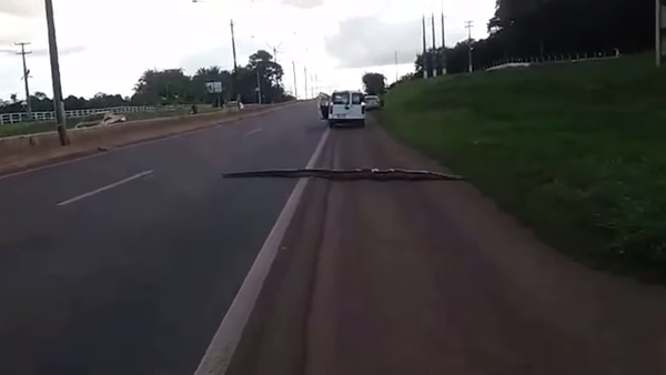 ثعبان ضخم يقطع طريق في البرازيل - سبوتنيك عربي