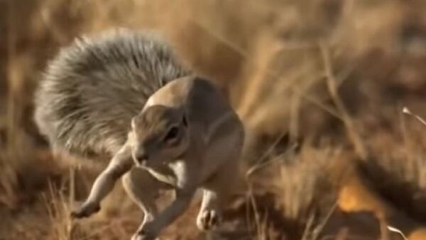 معارك مخيفة بين أفاعي وحيوان أفريقي - سبوتنيك عربي