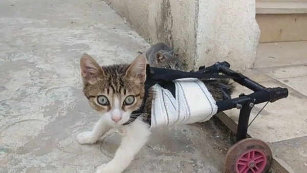 شاب تونسي يعيد الأمل لقطة مبتورة الساقين - سبوتنيك عربي