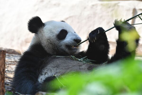 الباندا الكبيرة، إحدى دببة الباندا التي قدمتهما الصين لروسيا - سبوتنيك عربي