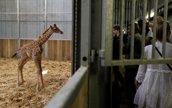 الزرافة المولودة حديثًا في حديقة باريس للحيوانات - سبوتنيك عربي