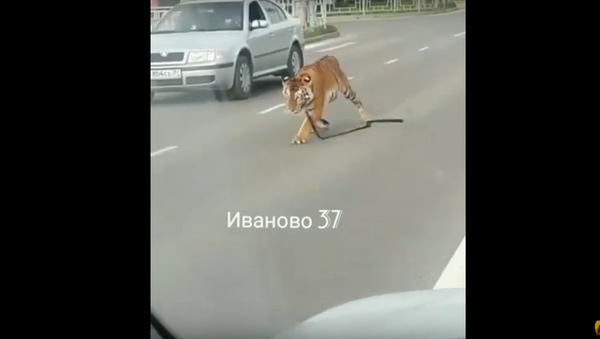 نمر يجوب شوارع روسيا - سبوتنيك عربي