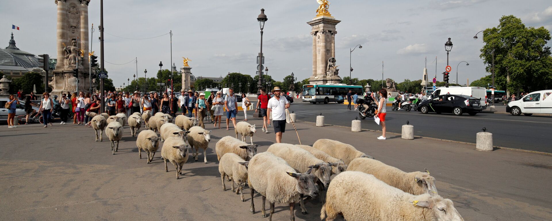 قطيع من الخرفان يصل إلى مدينة باريس في  17 يوليو/ تموز 2019 - سبوتنيك عربي, 1920, 06.01.2022