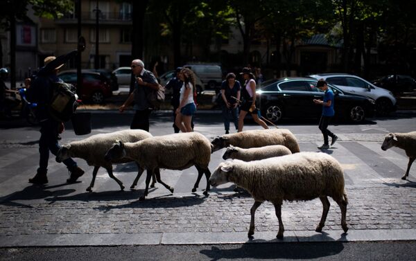 Пастух ведет овец во время перегона скота в Париже, Франция - سبوتنيك عربي