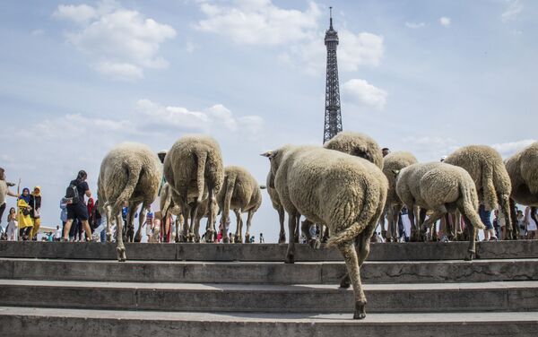 قطيع من الخرفان يصل إلى مدينة باريس في  17 يوليو/ تموز 2019 - سبوتنيك عربي