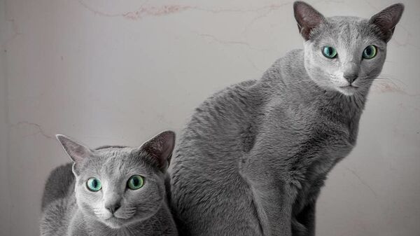 قطط زرقاء روسية - سبوتنيك عربي