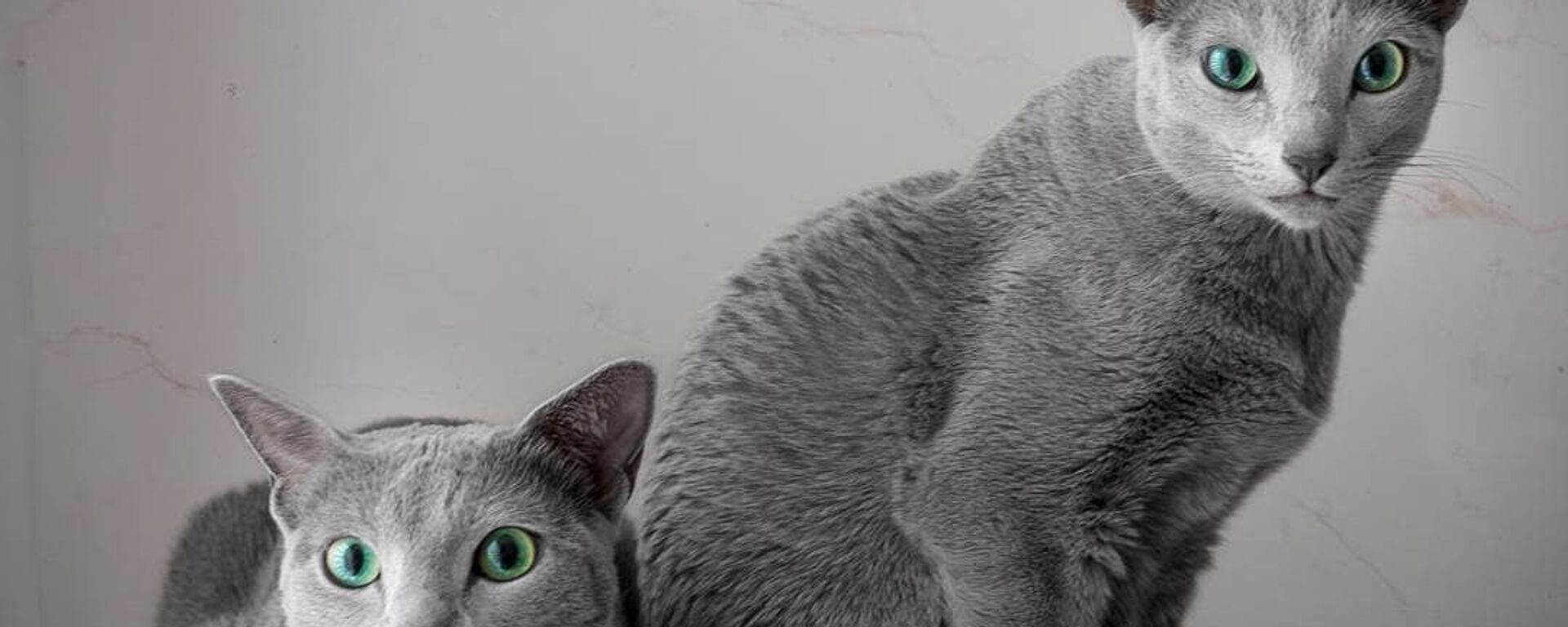 قطط زرقاء روسية - سبوتنيك عربي, 1920, 29.05.2022