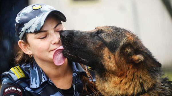 كلب في الخدمة - خلال المسابقات الإقليمية بين الإدارات بين أخصائيي الكلاب في وكالات إنفاذ القانون في منطقة زابايكال الروسي - سبوتنيك عربي