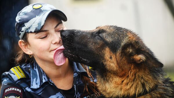 كلب في الخدمة - خلال المسابقات الإقليمية بين الإدارات بين أخصائيي الكلاب في وكالات إنفاذ القانون في منطقة زابايكال الروسي - سبوتنيك عربي