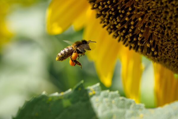نحلة على زهرة عباد الشمس في منطقة كراسنودار الروسية - سبوتنيك عربي