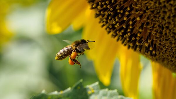نحلة على زهرة عباد الشمس في منطقة كراسنودار الروسية - سبوتنيك عربي