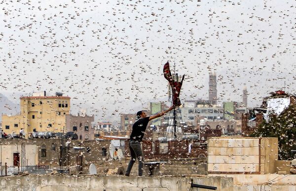 رجل يحاول التقاط جراد يطير فوق مدينة صنعاء، اليمن 28 يوليو، تموز 2019 - سبوتنيك عربي