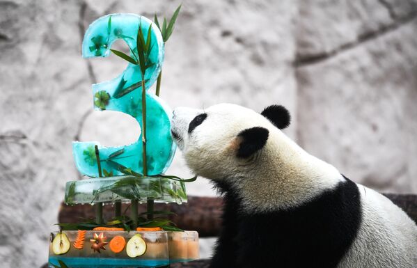 الباندا جوي (3 أعاوم) تحتفل بعيد ميلادها في حديقة الحيوان بموسكو, - سبوتنيك عربي