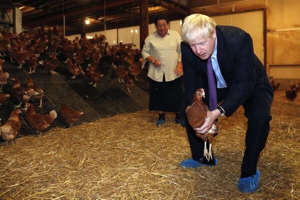رئيس الوزراء البريطاني بوريس جونسون، برفقة مزارع محلي، يحمل دجاجة أثناء زيارته لمزرعة دجاج، في إطار الدعم لخططه في مجال الزراعة بعد خروج بريطانيا من الاتحاد الأوروبي، في مزرعة شيرفينغتون ، سانت بريديس وينتلوج بالقرب من نيوبورت، جنوب ويلز في 30 يوليو/ تموز 2019. - سبوتنيك عربي