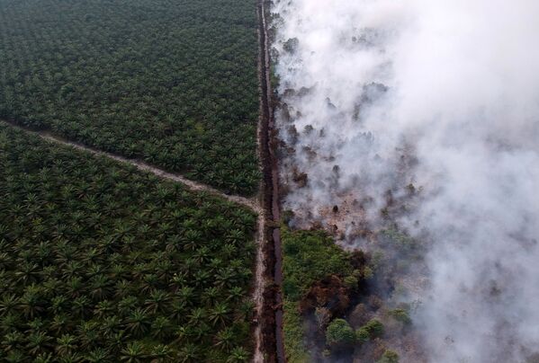 مشهد من السماء لحريق الغابات في موارزجامبي، إندونيسيا 30 يوليو/ تموز 2019 - سبوتنيك عربي