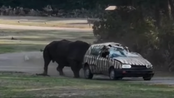وحيد قرن يهاجم سيارة - سبوتنيك عربي