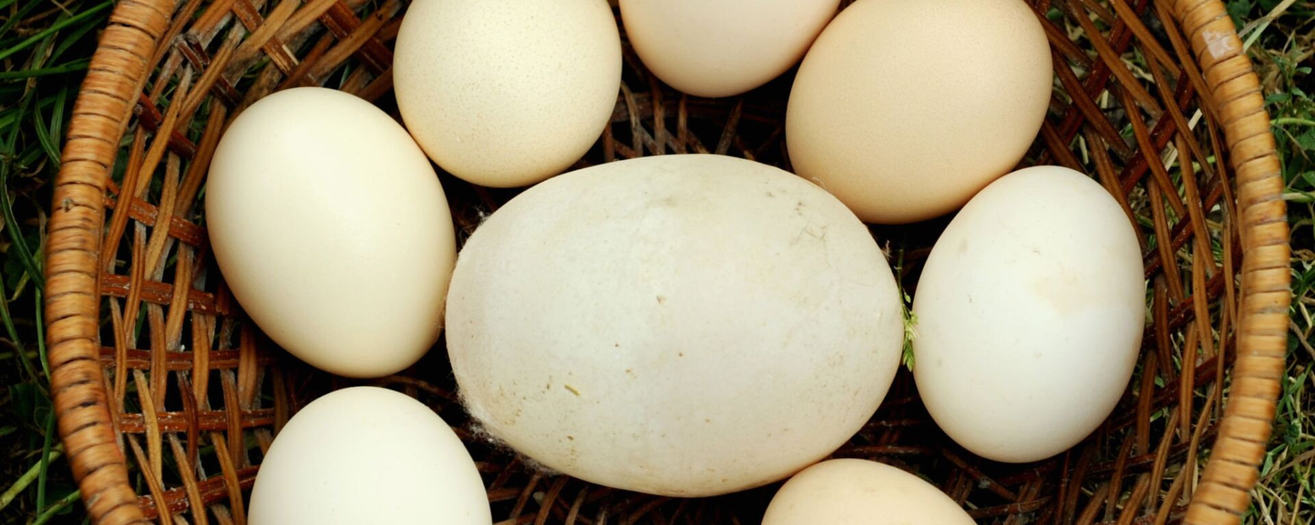 بيضة دجاج عملاقة تزن 170 جرامًا من جورجيا ،دخلت موسوعة غينيس للأرقام القياسية، عام 2010 - سبوتنيك عربي, 1920, 12.02.2022